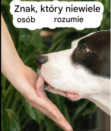 Kiedy pies liże Cię po rękach: jakie sygnały wysyła i dlaczego ważne jest, aby je interpretować? To nie tylko zwykły nawyk.