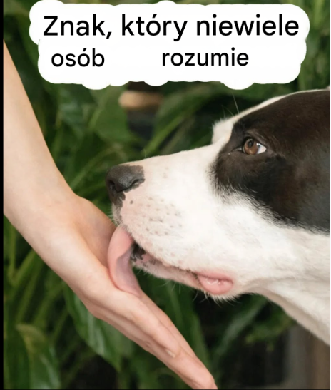 Kiedy pies liże Cię po rękach: jakie sygnały wysyła i dlaczego ważne jest, aby je interpretować? To nie tylko zwykły nawyk.