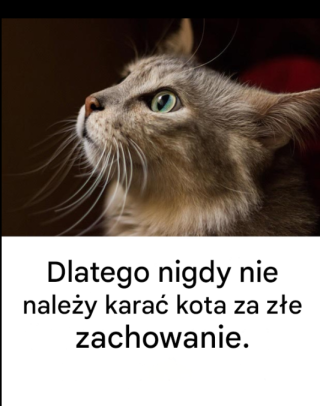 Dlatego nigdy nie należy karać kota za złe zachowanie.