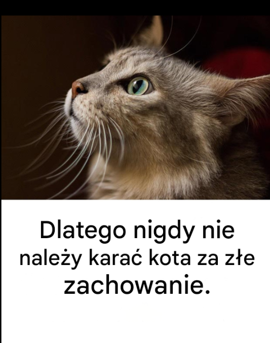 Dlatego nigdy nie należy karać kota za złe zachowanie.