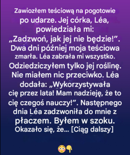 Nieoczekiwany spadek: ukryta wartość skromnej doniczki