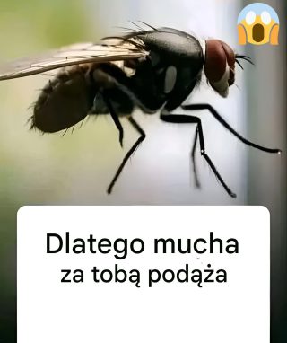 Dlatego mucha cię goni