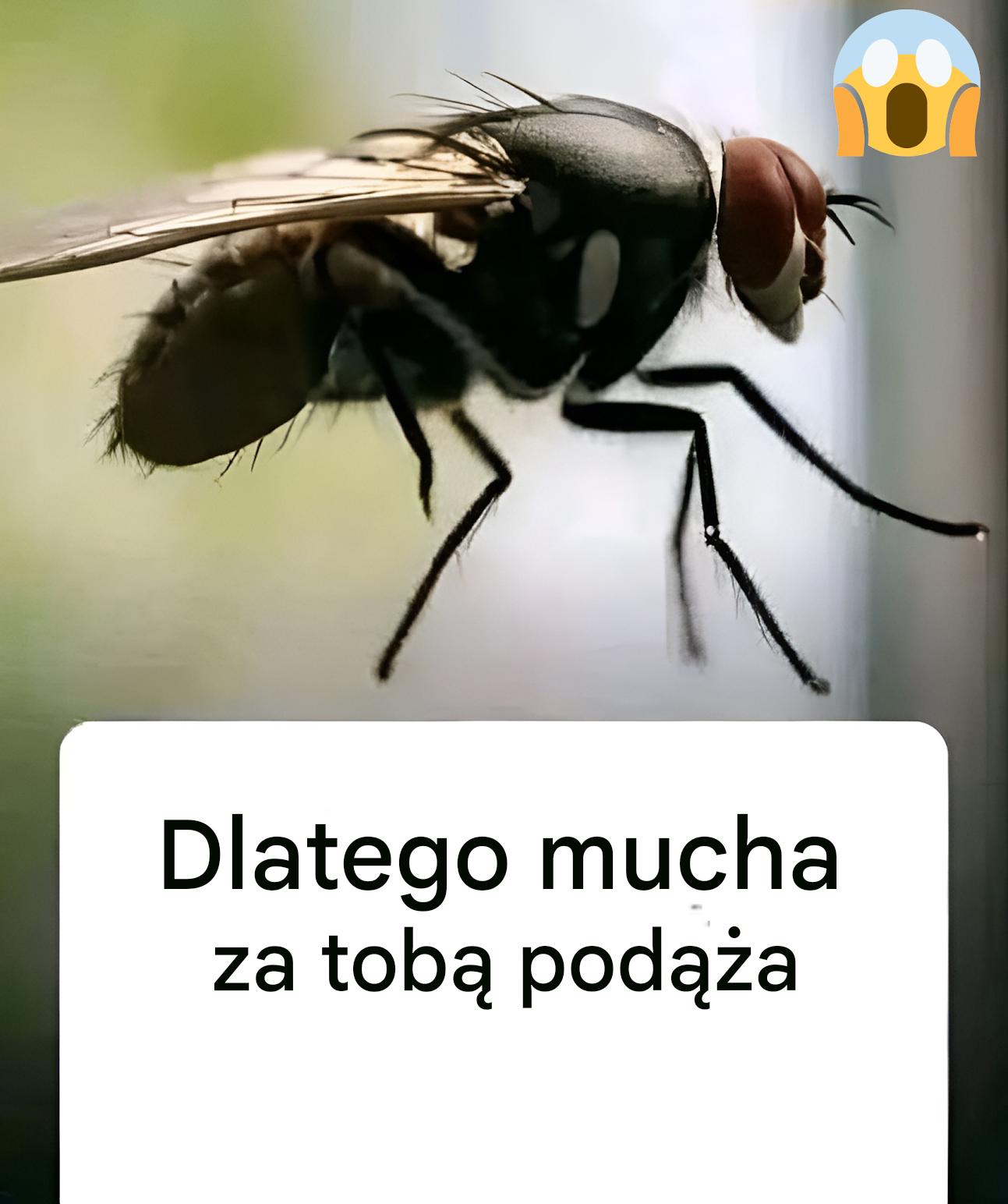 Dlatego mucha cię goni