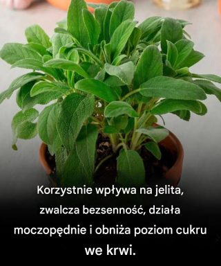 Korzyści płynące ze spożywania tej niezbędnej rośliny kulinarnej dla zdrowia mózgu u osób dorosłych po 60. roku życia