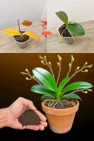 Jedna łyżeczka, która sprawia, że ​​storczyk obsypuje się kwiatami – naturalny sekret bujnego podłoża