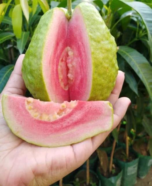 Czy guawa jest dobra na cukrzycę? Korzyści, zagrożenia i jak ją prawidłowo jeść