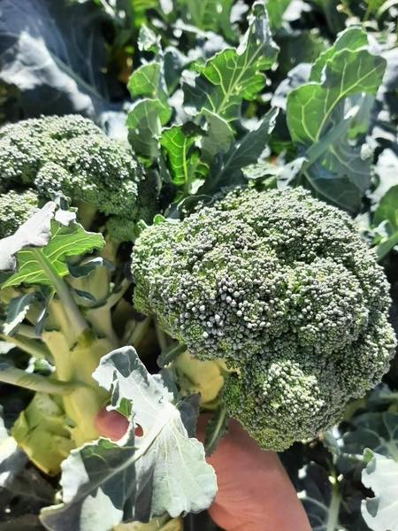 Lekarze ujawniają, że jedzenie brokułów powoduje…