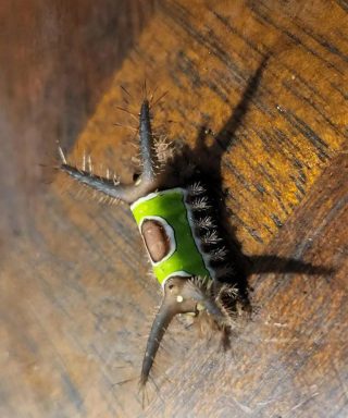 Zobaczyłem coś dziwnego na podłodze w domu i chciałem tego dotknąć, ale nagle zaczęło się ruszać: byłem przerażony, gdy zdałem sobie sprawę, że to