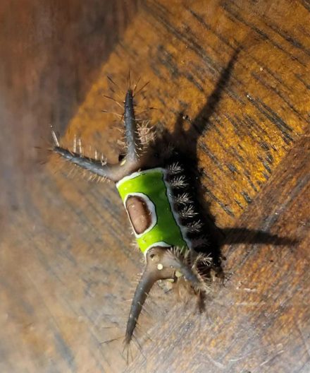 Zobaczyłem coś dziwnego na podłodze w domu i chciałem tego dotknąć, ale nagle zaczęło się ruszać: byłem przerażony, gdy zdałem sobie sprawę, że to