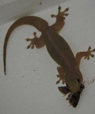 Tajemni posłańcy natury: symboliczna moc sów, jaszczurek i szczęśliwych gości