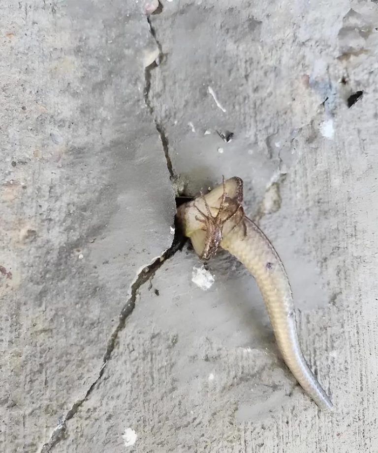 Rano wyszedłem na balkon i tuż w ścianie zauważyłem coś dziwnego, co się w niej poruszało: w tym momencie ogarnęło mnie prawdziwe przerażenie, zwłaszcza gdy uświadomiłem sobie, co to było