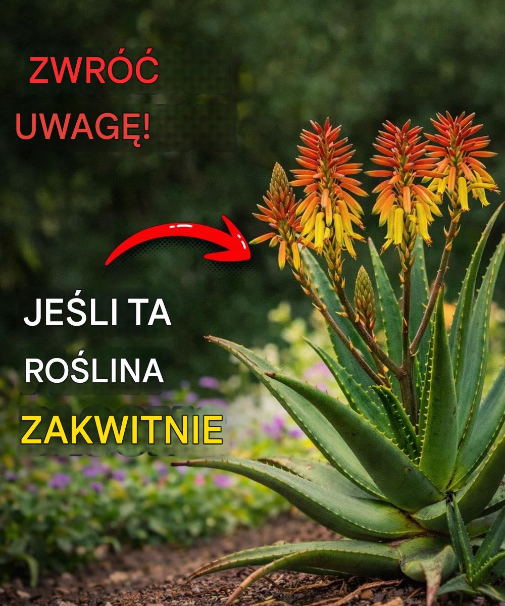 Tajemnica kwitnienia aloesu.