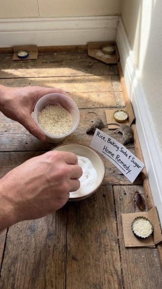 Jak pozbyć się szczurów i karaluchów za pomocą ryżu: skuteczny i naturalny domowy sposób