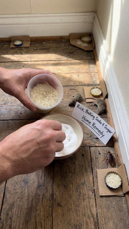 Jak pozbyć się szczurów i karaluchów za pomocą ryżu: skuteczny i naturalny domowy sposób