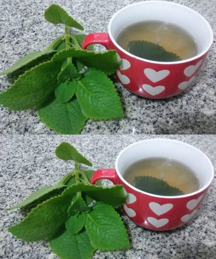 5 powodów, dla których seniorzy powinni włączyć oregano do swojej diety