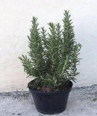 Pij herbatę rozmarynową na pusty żołądek, a nigdy więcej nie będziesz cierpieć z powodu…