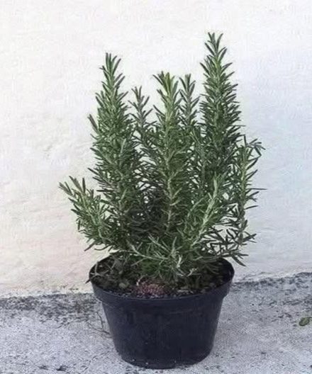 Pij herbatę rozmarynową na pusty żołądek, a nigdy więcej nie będziesz cierpieć z powodu…