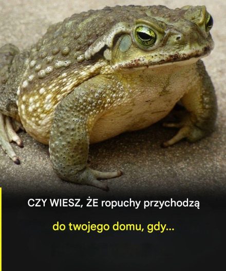 Dlaczego ropucha pojawia się w Twoim domu i o czym może świadczyć jej obecność?