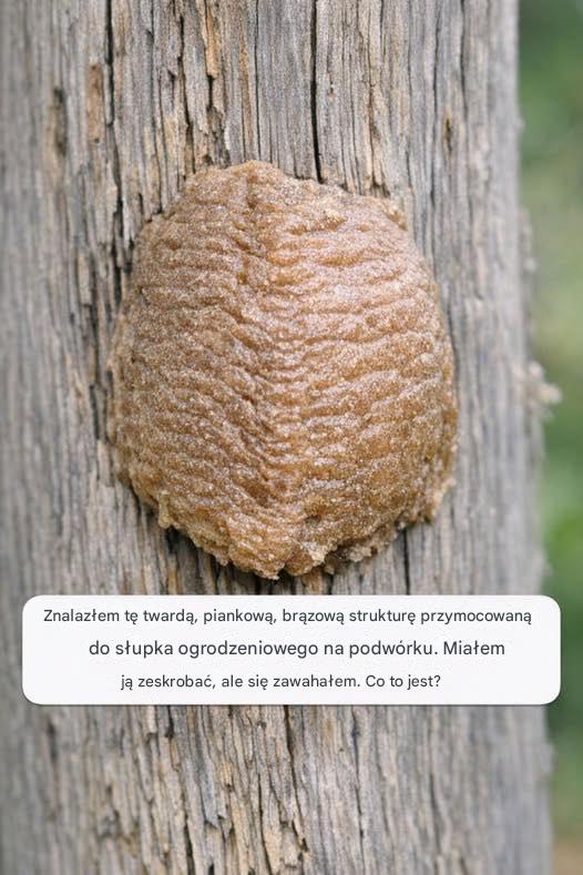 Znalazłem tę twardą, piankową, brązową strukturę przymocowaną do słupka ogrodzeniowego na podwórku. Miałem ją zeskrobać, ale się zawahałem. Co to jest?