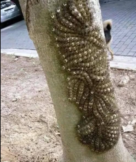 To, czego moja córka prawie dotknęła, mogło ją kosztować życie: Nigdy nie ignoruj ​​tego znaku w przyrodzie