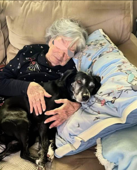 Byłem jedyną osobą, która zabrała psa mojej babci, gdy rodzina kłóciła się o spadek — i ten gest ostatecznie ujawnił tajemnicę, którą mi zostawiła.